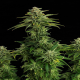 Zkittlez - KANNABIA SEED | TanieSianie.pl