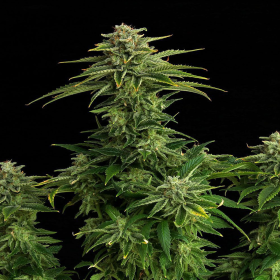 Zkittlez - KANNABIA SEED | TanieSianie.pl