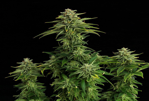 Zkittlez - KANNABIA SEED | TanieSianie.pl