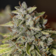VIEJO TOBY - EVA SEEDS | TanieSianie.pl