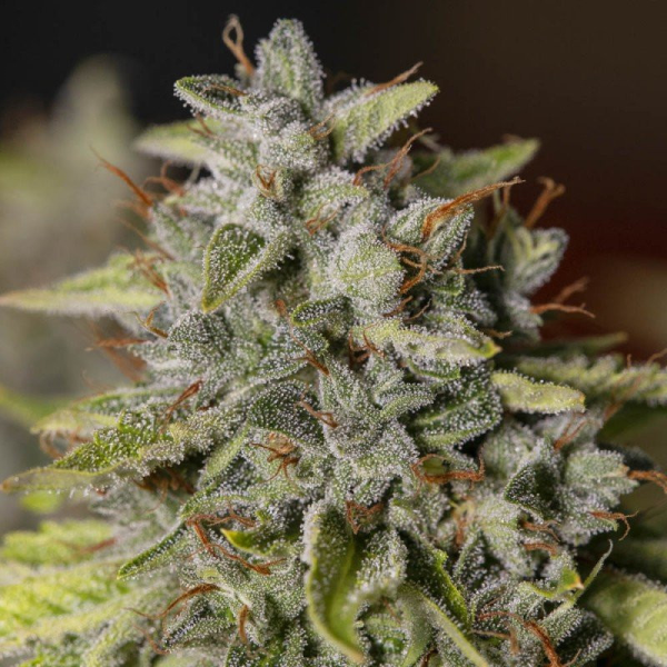 VIEJO TOBY - EVA SEEDS | TanieSianie.pl