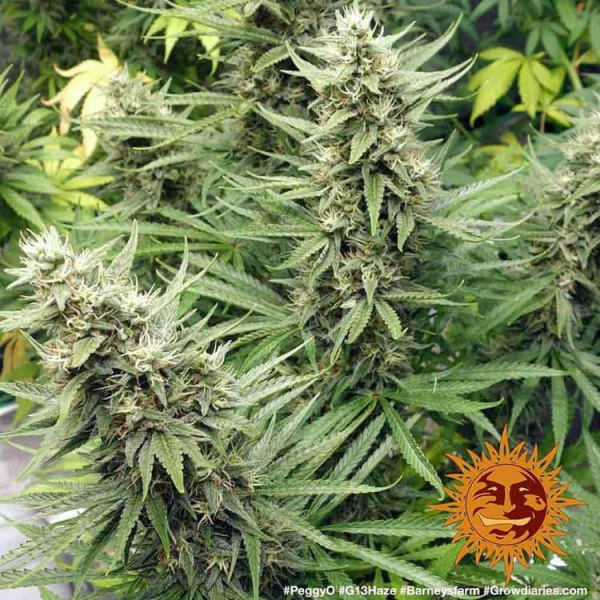 G13 Haze - BARNEY’S FARM | TanieSianie.pl