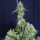 Super Watermelon Auto - EVA SEEDS | TanieSianie.pl