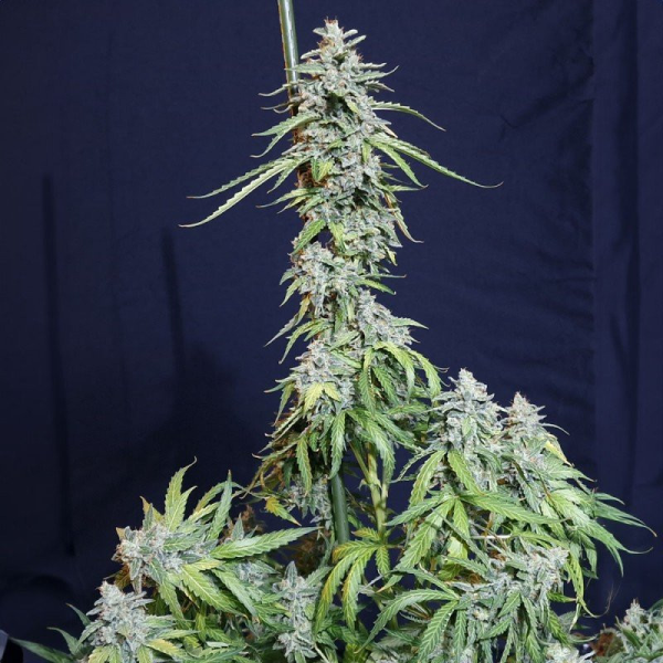 Super Watermelon Auto - EVA SEEDS | TanieSianie.pl