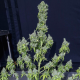 Magic Tree Auto - EVA SEEDS | TanieSianie.pl