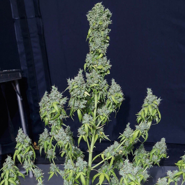 Magic Tree Auto - EVA SEEDS | TanieSianie.pl