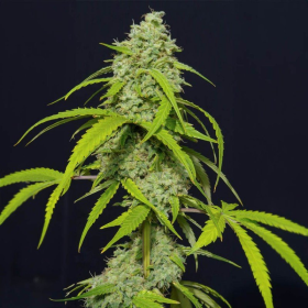 Orange Kush Auto - EVA SEEDS | TanieSianie.pl