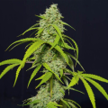 Orange Kush Auto - EVA SEEDS