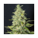 Monster CBD - EVA SEEDS | TanieSianie.pl