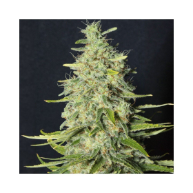 Monster CBD - EVA SEEDS | TanieSianie.pl