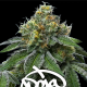 RS11 x Banana OG - BARNEY'S FARM | TanieSianie.pl
