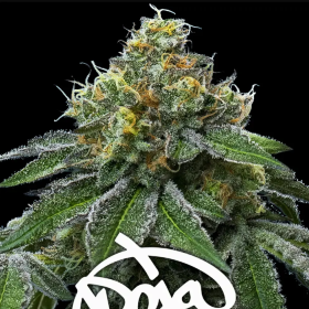 RS11 x Banana OG - BARNEY'S FARM | TanieSianie.pl