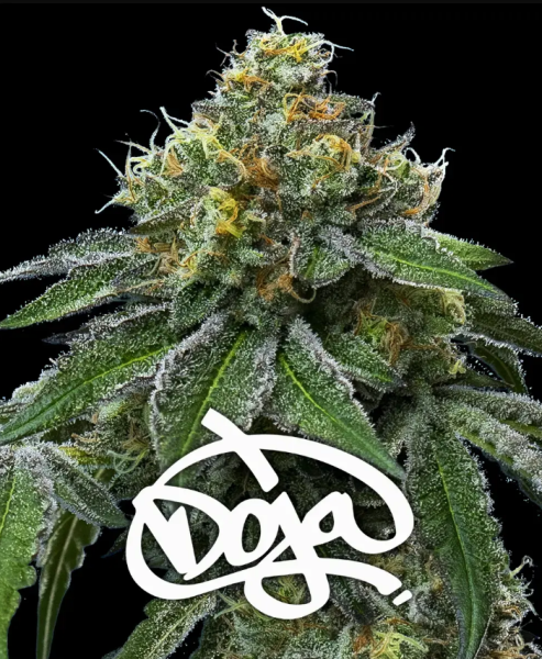 RS11 x Banana OG - BARNEY'S FARM | TanieSianie.pl