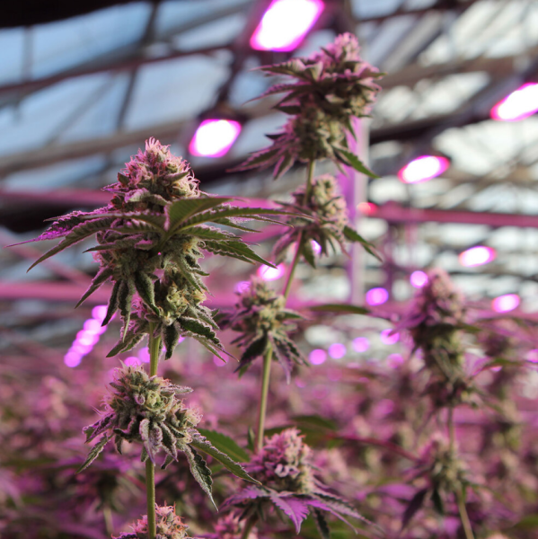 RS11 x Banana OG - BARNEY'S FARM | TanieSianie.pl