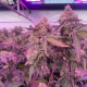 RS11 x Banana OG - BARNEY'S FARM | TanieSianie.pl