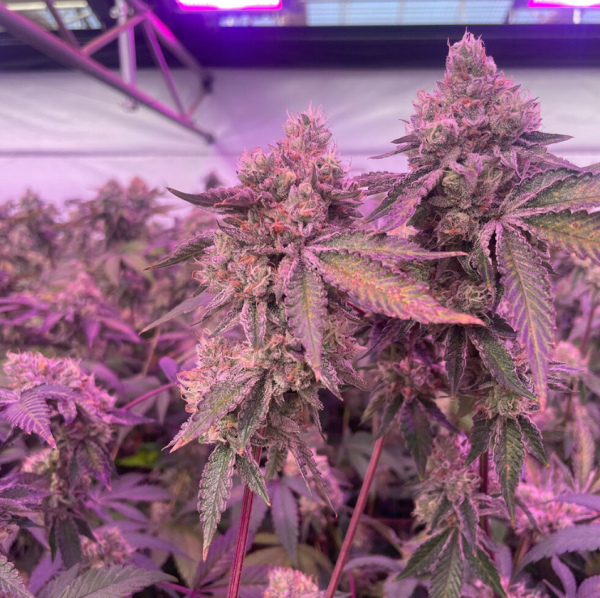 RS11 x Banana OG - BARNEY'S FARM | TanieSianie.pl
