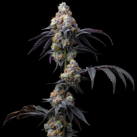 Rainbow Sherbet - BARNEY'S FARM | TanieSianie.pl
