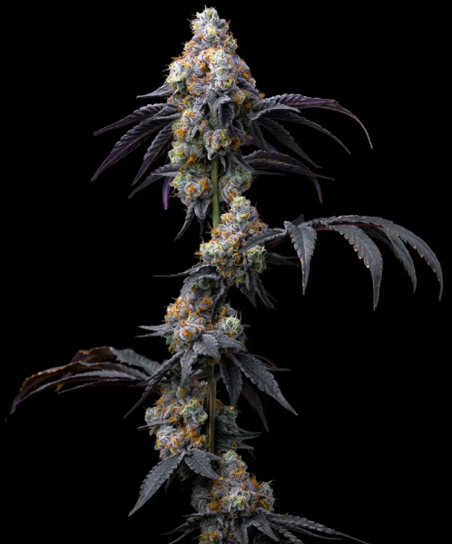 Rainbow Sherbet - BARNEY'S FARM | TanieSianie.pl