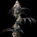 Rainbow Sherbet - BARNEY'S FARM