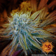 G13 Haze - BARNEY’S FARM | TanieSianie.pl