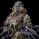 Rainbow Sherbet - BARNEY'S FARM | TanieSianie.pl