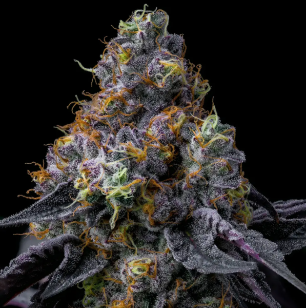 Rainbow Sherbet - BARNEY'S FARM | TanieSianie.pl