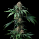 Mendo Breath - BARNEY'S FARM | TanieSianie.pl