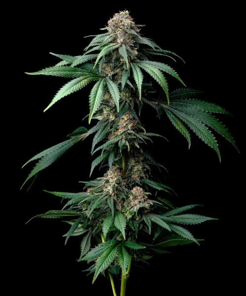 Mendo Breath - BARNEY'S FARM | TanieSianie.pl
