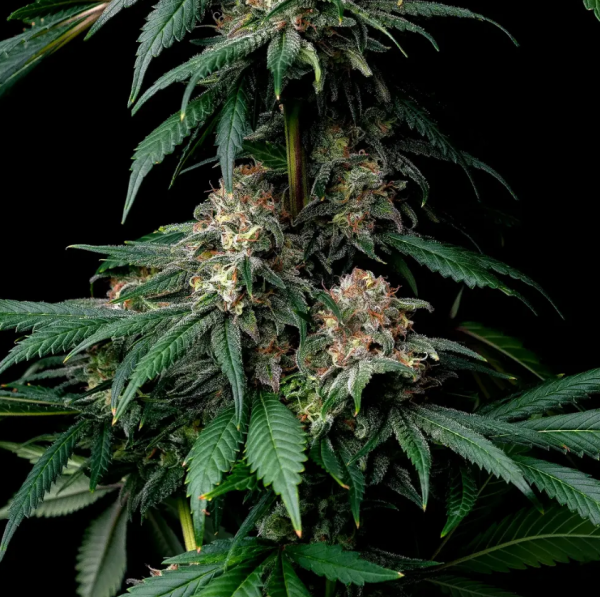 Mendo Breath - BARNEY'S FARM | TanieSianie.pl