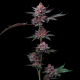 Cherry Poppers - BARNEY'S FARM | TanieSianie.pl