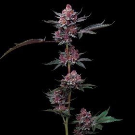 Cherry Poppers - BARNEY'S FARM | TanieSianie.pl