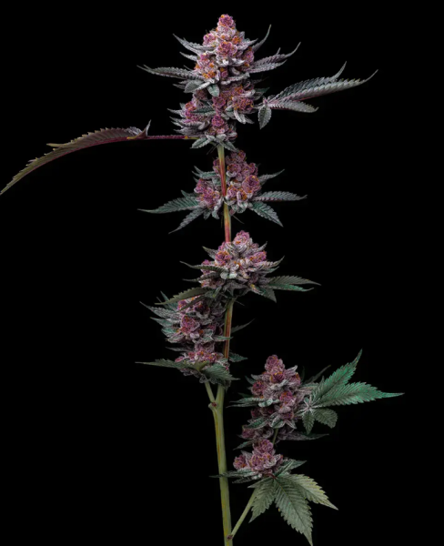 Cherry Poppers - BARNEY'S FARM | TanieSianie.pl