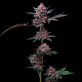 Cherry Poppers - BARNEY'S FARM