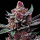Cherry Poppers - BARNEY'S FARM | TanieSianie.pl