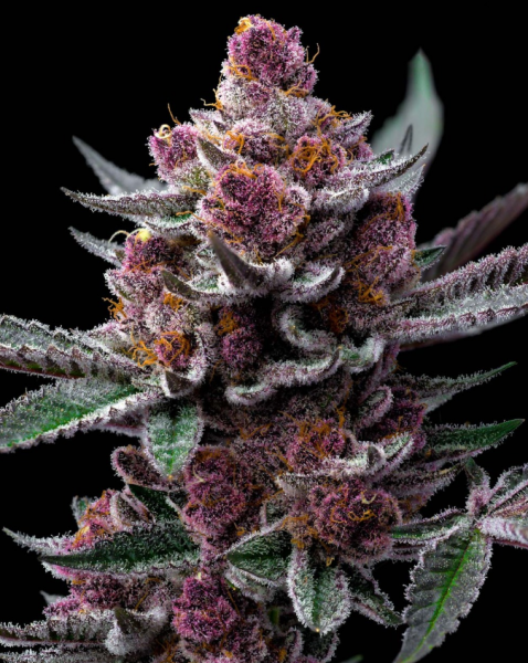 Cherry Poppers - BARNEY'S FARM | TanieSianie.pl