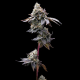 GMO Cookies - BARNEY'S FARM | TanieSianie.pl