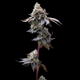 GMO Cookies - BARNEY'S FARM | TanieSianie.pl