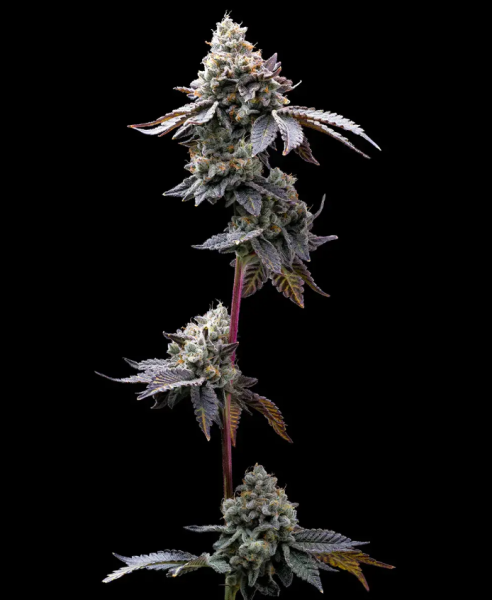 GMO Cookies - BARNEY'S FARM | TanieSianie.pl