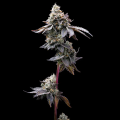 GMO Cookies - BARNEY'S FARM