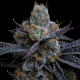 White Runtz - BARNEY'S FARM | TanieSianie.pl