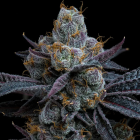 White Runtz - BARNEY'S FARM | TanieSianie.pl