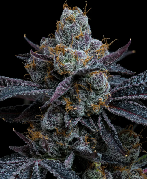 White Runtz - BARNEY'S FARM | TanieSianie.pl