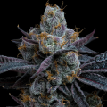 White Runtz - BARNEY'S FARM