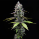Zoap - BARNEY'S FARM | TanieSianie.pl