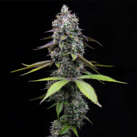 Zoap - BARNEY'S FARM | TanieSianie.pl
