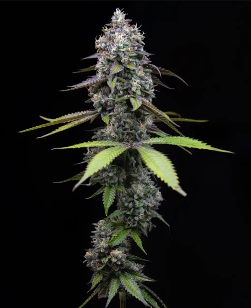 Zoap - BARNEY'S FARM | TanieSianie.pl