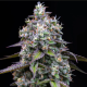Zoap - BARNEY'S FARM | TanieSianie.pl