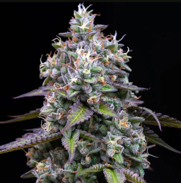 Zoap - BARNEY'S FARM | TanieSianie.pl