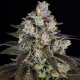 Trainwreck - BARNEY'S FARM | TanieSianie.pl