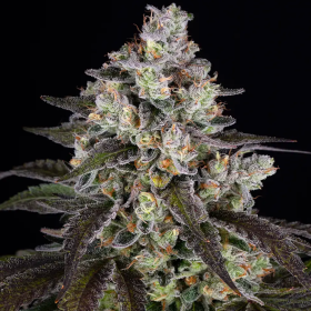 Trainwreck - BARNEY'S FARM | TanieSianie.pl
